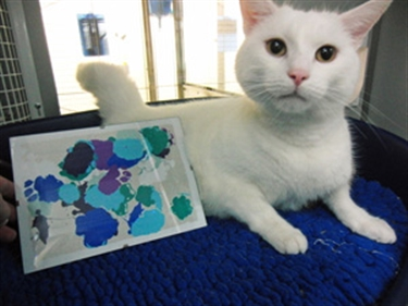 Illustration for article titled iPad Art Made by Cats Is the Best Art